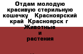 Отдам молодую красивую стерильную кошечку - Красноярский край, Красноярск г. Животные и растения » Кошки   